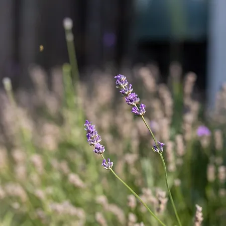 Muschelsucher Dom wakacyjny Kalifornien