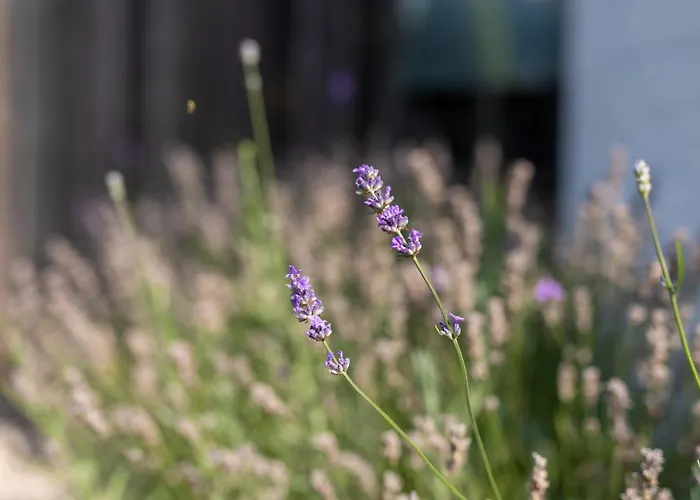 Muschelsucher Casa vacanze Kalifornien